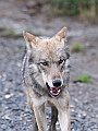 Alaska Wildlife-39